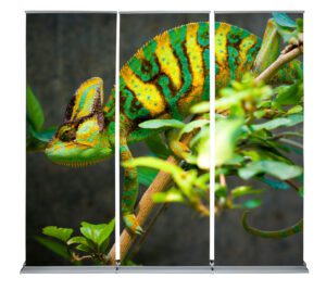 A colorful chameleon with vibrant green, yellow, and blue patterns clings to a branch. The image is split into three vertical panels, each capturing a portion of the chameleon and the surrounding foliage. The background is a blurred, natural setting.